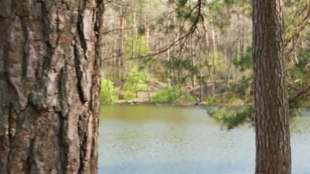 Walking in  wood with pond or lake  .Steadicam POV shot . Slow motion  4K 3840x2160 — Stock Video