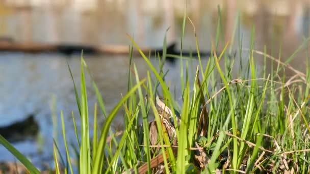 Herbe verte printanière contre rivière ou étang. Gros plan .4K 3840x2160 
