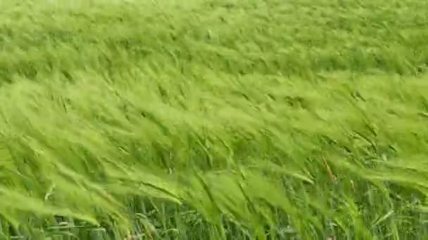 Trigo verde en el campo en el día ventoso. Escena agrícola de cerca 4K 3840x2160 — Vídeo de stock