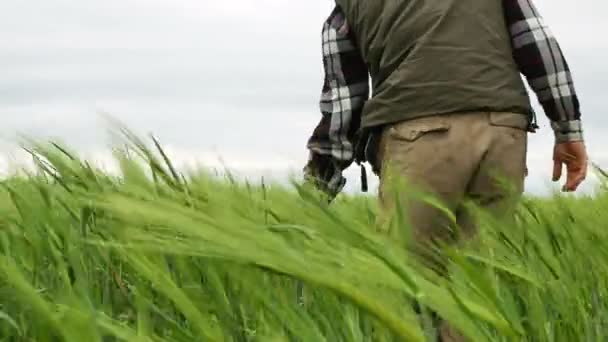 Felnőtt férfi farmer mezőben zöld búza szeles napon. 4k 3840 x 2160 — Stock videók
