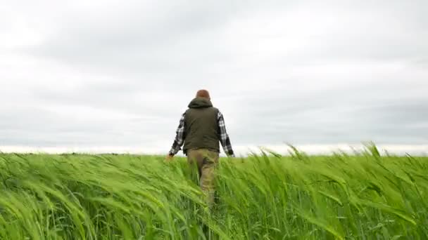 Hombre adulto agricultor caminar en el campo de trigo verde en el día ventoso. 4K 3840x2160 — Vídeo de stock