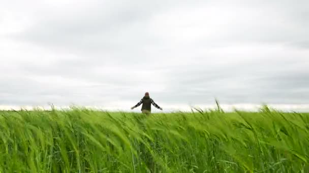 Чоловік-фермер піднімається на зелене пшеничне поле. 4K 3840x2160 — стокове відео