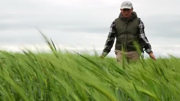 Взрослый фермер в поле зеленой пшеницы в ветреный день. 4K 3840x2160 — стоковое видео