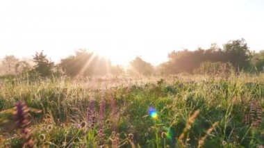   Parlak glade ile kır çiçekleri, çim ve çiğ. Gerçek zamanlı steady shot. 4k 3840 x 2160