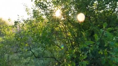    Parlak güneş ışığı ağacında ile manzara. Ağır çekim sabit.4k 3840 x 2160 vurdu