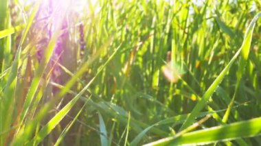   Parlak yeşil çim ve güneş ışınları çayır üzerinde. Gerçek zamanlı çekim dolly kadar kapatın. 4k 3840 x 2160
