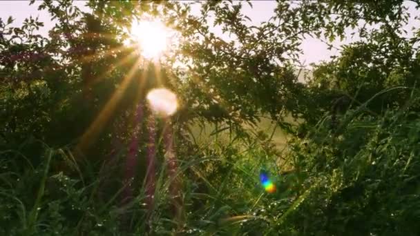 Matin gouttes de rosée sur l'herbe avec du soleil. Tir régulier au ralenti. 4K 3840x2160 — Video