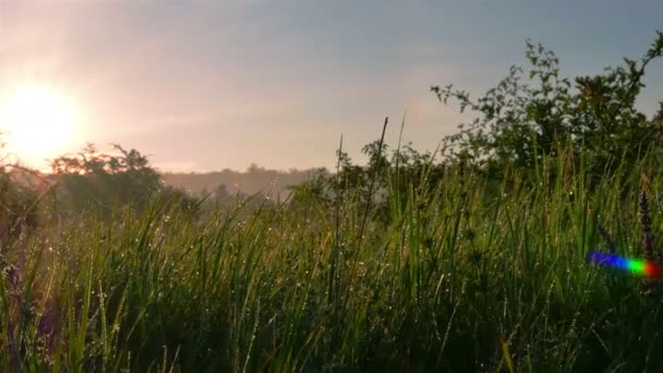 아침 햇살과이 슬 방울 잔디입니다. 슬로우 모션 꾸준한 쐈 어입니다. 4 k 3840 x 2160 — 비디오