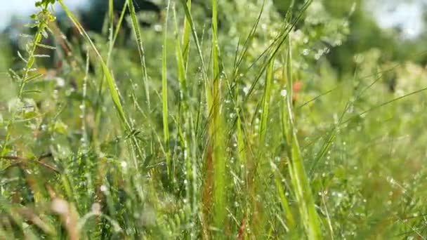   Herbe verte printanière, rosée et fleurs. Gros plan en temps réel sur Dolly shot. 4K 3840x2160 