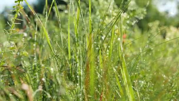 Herbe verte printanière, rosée et fleurs. Gros plan en temps réel sur Dolly shot. 4K 3840x2160 — Video