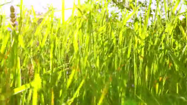 Helles grünes Gras und Sonnenstrahlen. Echtzeit Nahaufnahme Dolly Shot. 4k 3840x2160 — Stockvideo