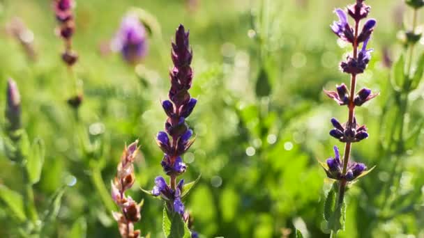  Herbe printanière verte et fleurs. Gros plan en temps réel sur Dolly shot. 4K 3840x2160 