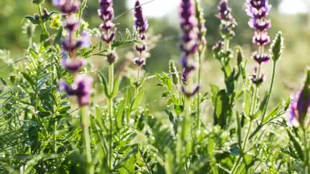  Fleurs, herbe et rosée sur prairie. Gros plan en temps réel sur Dolly shot. 4K 3840x2160 
