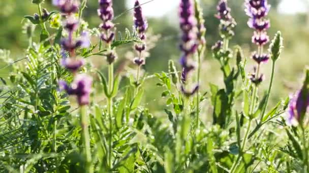 Fleurs, herbe et rosée sur prairie. Gros plan en temps réel sur Dolly shot. 4K 3840x2160 — Video