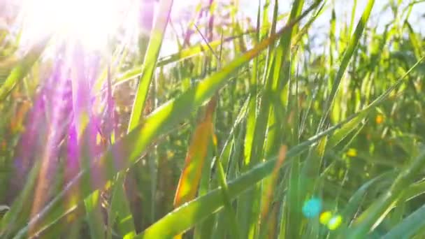 Green grass and sunlight beams  on meadow. Real time close up  dolly shot. 4K 3840x2160 — Stock Video