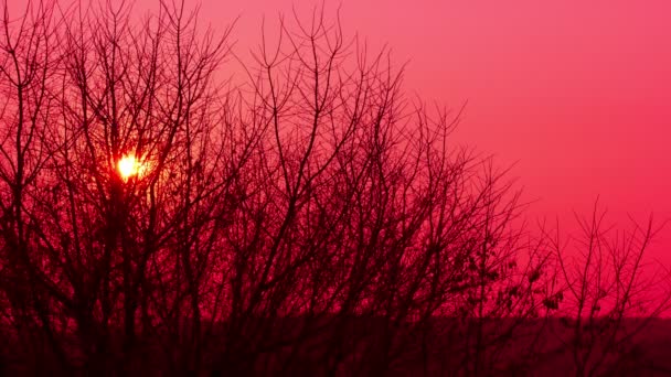赤い夕日と木。4 k (4096 x 2304) 鳥なく遅い時間の経過、Raw 出力 — ストック動画