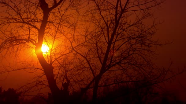 赤い日の出が、Raw 出力ツリーの鳥、なし branches.4k (4096 x 2304) 時間の経過と — ストック動画