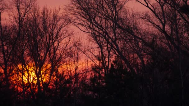 Trä och röd sunrise.4k (4096 x 2304) tid förflutit utan fåglar, Raw utgång — Stockvideo