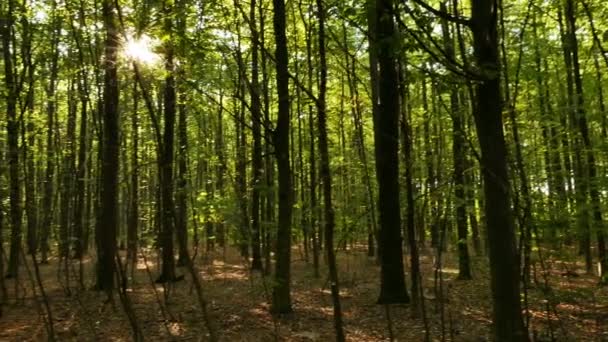 4 공화국 신비한 나무와 태양 열입니다. Stedycam 샷 — 비디오