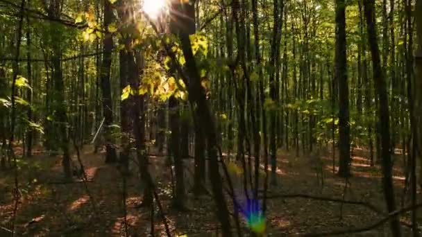  4K. Mystérieux bois aux rayons de soleil. Plan latéral Stedycam 