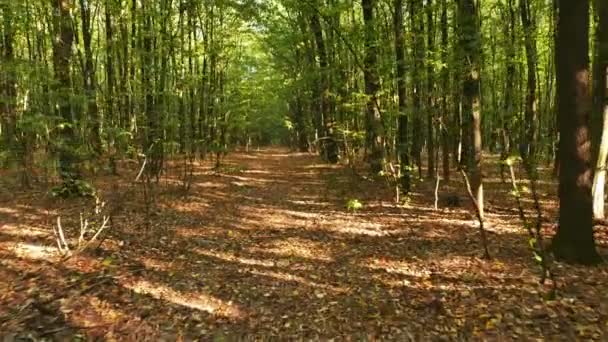 4 k. weg in de herfst hout. Stedycam schot — Stockvideo