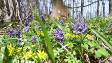 Bahar ahşap dolly hareketi ile. 4k.