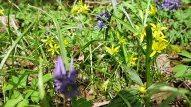 Çim ve çiçek bahar ahşap. 4 k dolly atış.