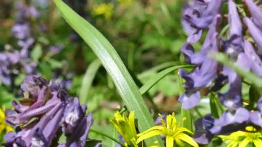 çiçekler bahar ormanda kapatın. 4 k dolly atış.