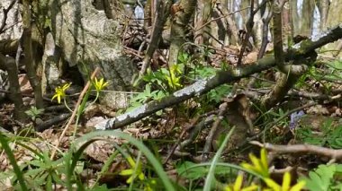 Otlar, çiçekler ve ağaçlar bahar ahşap. 4 k dolly atış.