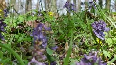 çiçekler bahar ormanda kapatın. 4 k dolly atış.