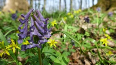 çiçekler yakın yukarıya içinde bulanık ahşap bahar. 4 k dolly atış.