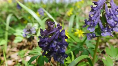 çiçekler yakın yukarıya içinde bulanık ahşap bahar. 4 k dolly atış.