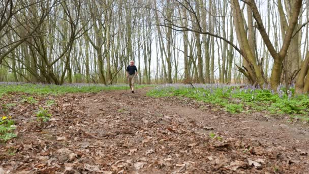 4K. Homme adulte randonneur sur la forêt printanière verte. Équipe mode de vie sain — Video