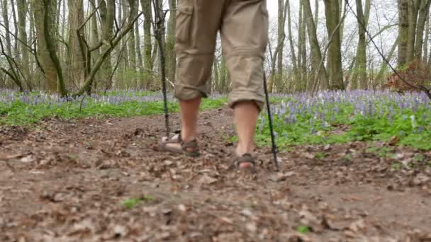 4K. Caminhante homem na floresta de primavera verde. Equipe de estilo de vida saudável, Dolly tiro — Vídeo de Stock