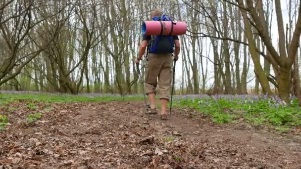 4K. Hombre excursionista en el bosque de primavera verde. Equipo de estilo de vida saludable, Dolly disparo — Vídeos de Stock