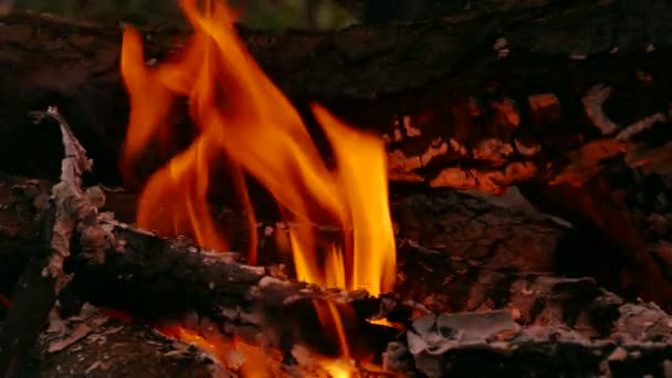 4k. Lagerfeuer, Lagerfeuer aus nächster Nähe. Kugelstoßer — Stockvideo