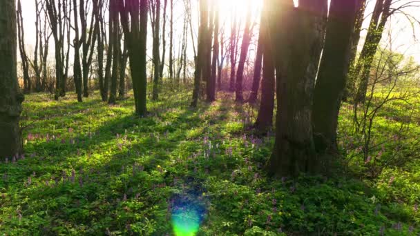 Pohyb stínů v lese na jaře. 4 k Time lapse, Raw výstup. — Stock video