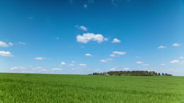 4K .Champ vert avec herbe et ciel bleu vif dans les nuages. Temps écoulé sans oiseaux .