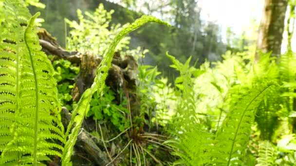  4K.Fougère en bois. Slider shot 