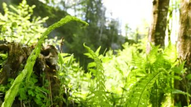 4k. Fern ve budak, ağaç kökleri. Kaymak vurdu