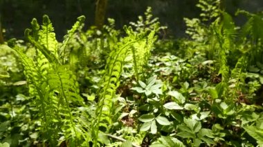4 k. Fern güneşli ahşap. Kaymak vurdu. Odak Değiştir