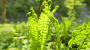  4 k. Fern güneşli ahşap. Kaymak atış yakın çekim