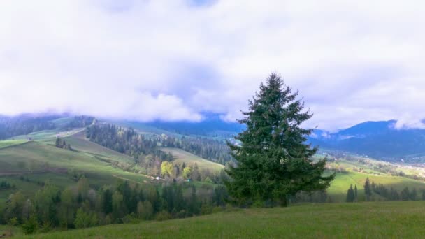 4k allein Baum, Berg und Himmel in Wolken. Zeitraffer ohne Vögel. — Stockvideo