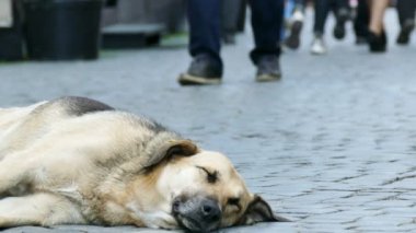  4 k. sokak köpek ve insanlar ayaklar