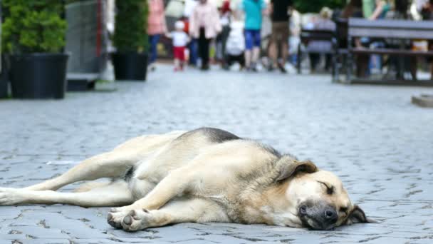 4K. Cão de rua e pessoas da cidade — Vídeo de Stock