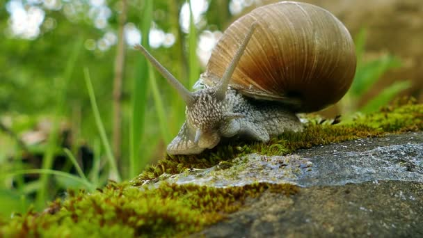 4K shot. Life of snails, shooting acceleration — Stock Video
