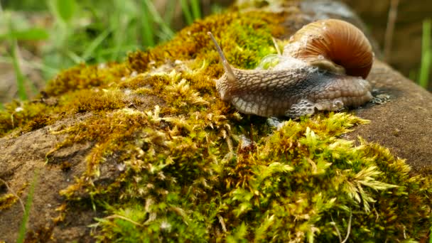  Tir 4K. Escargot dans la mousse, accélération du tir 