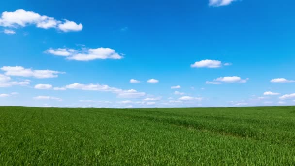 4k. Grönt fält med gräs och blå himmel i moln. Tid förflutit utan fåglar, slider sköt — Stockvideo