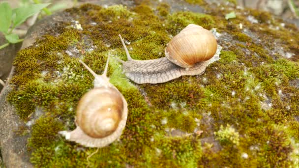 Tir 4K. Deux escargots vie dans la mousse macro vue, accélération de tir — Video