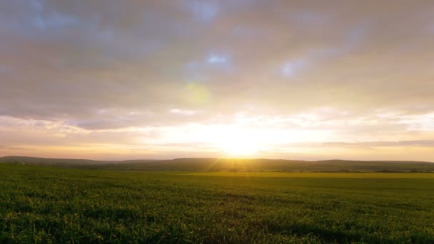 4K. Herbe printanière verte et nuages. Temps écoulé sans oiseaux . — Video